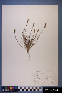 Plantago ovata image